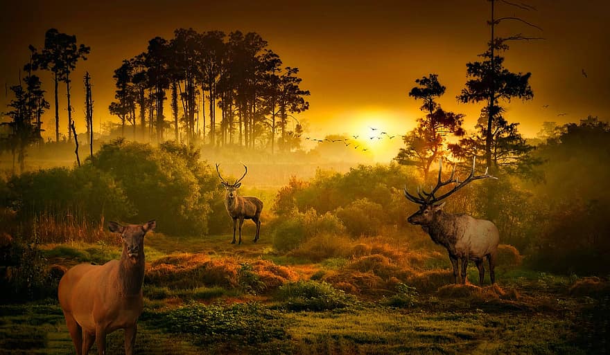 Forest, Valley, Foggy, Elk, Fantasy, animals in the wild, sunset, tree, grass, deer, horned
