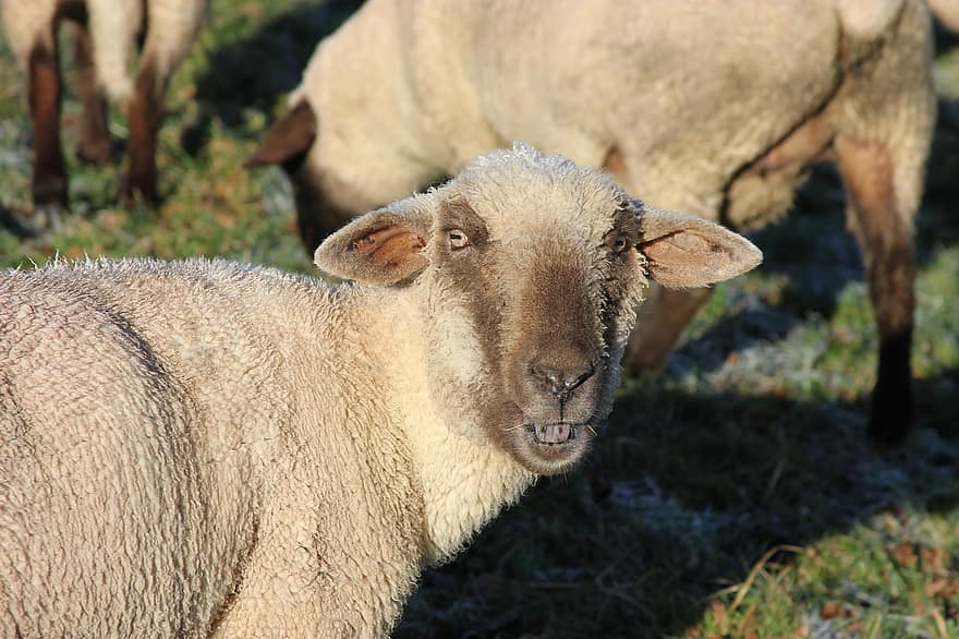 Sheep, Farm, Farming, Animal, Winter, Nature