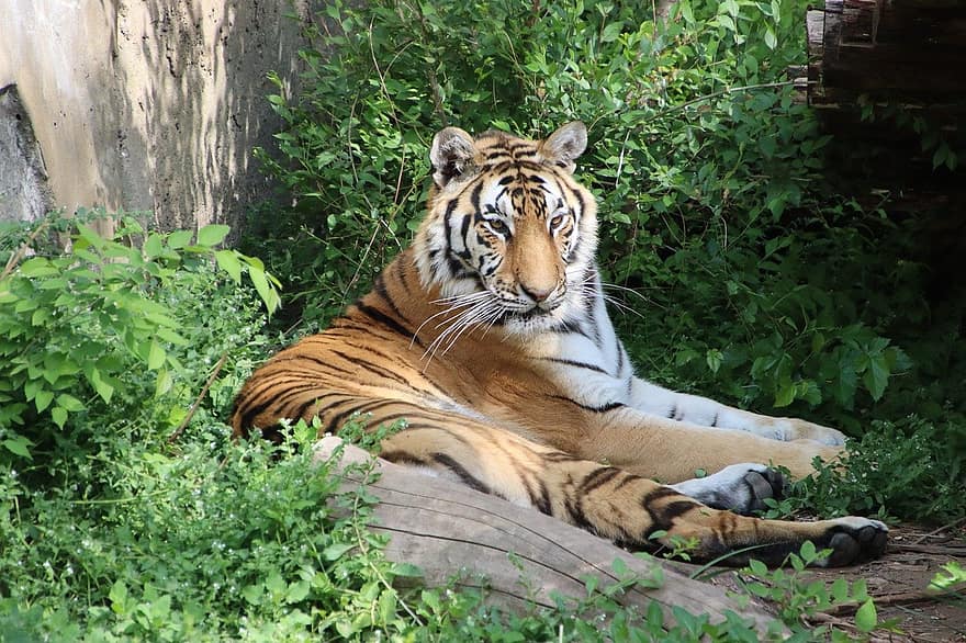 tigras, gyvūnas, zoologijos sodas, laukinės gamtos, kačių, žinduolių, laukinė katė, laukinės gamtos fotografija, fauna, bengališkas tigras, nepastebėta katė