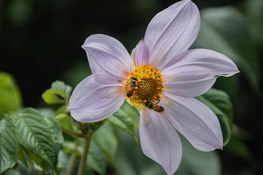 honungsbina, vit blomma, pollinering, bin, insekter, pollinera, natur