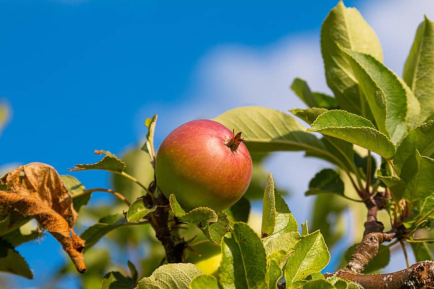 تفاحة ، شجرة ، فاكهة ، اوراق اشجار ، طبيعة ، صحي ، طازج ، حصاد ، فرع شجرة