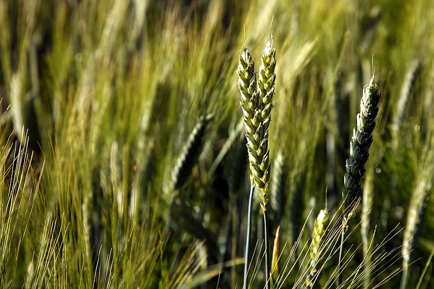 поле, пшениця, сільське господарство, ферми, природи, літо, краєвид, Рослина, урожай, ячмінь, крупи