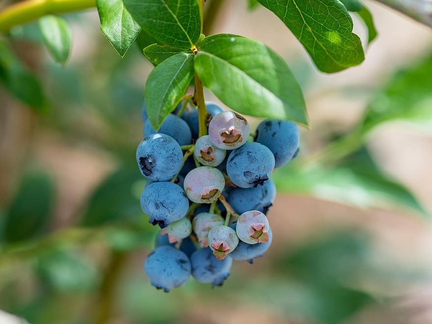 blåbær, frugt, mad, sund og rask, moden