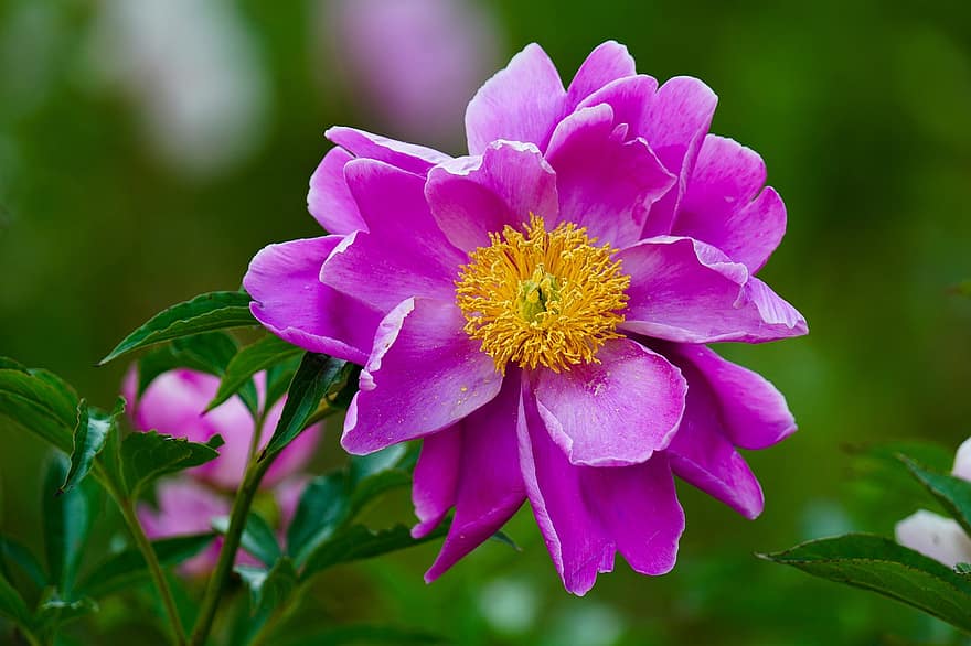 pioen, bloem, roze bloem, Wildflower, lente bloem, Republiek Korea, tuin-, detailopname, fabriek, bloemblad, zomer