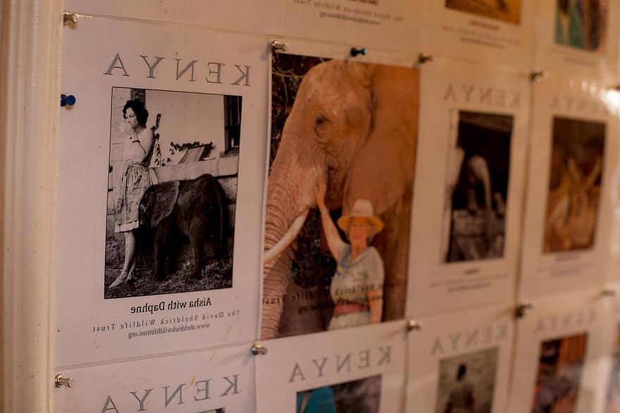 fotos, opslagstavle, safari, dyreliv, dyr, kollektion, collage, rejse, Kenya