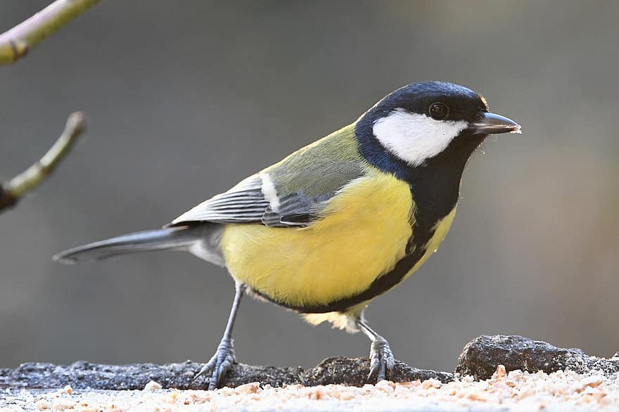 Great Tit, Bird, Ornithology, Nature, Forest, Color, Fly