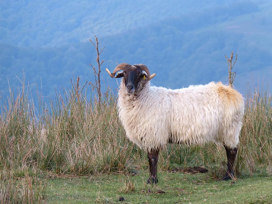 animal, ovelha, lã, mamífero, espécies