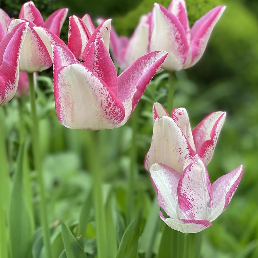 tulipani, primavera, fioritura, fiorire, giardino, bulbi di fiori