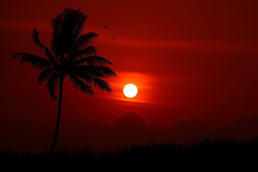 západ slunce, palma, silueta, ptáků, večer, goa, oranžové nebe, mraky, zapadající slunce, soumrak, silueta stromu