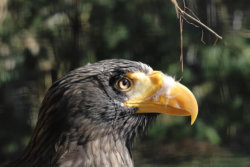 Steller's Sea Eagle, Eagle, Bird, Bird Of Prey, Animal, Outdoors, Zoo, Wildlife, Avian, beak, feather