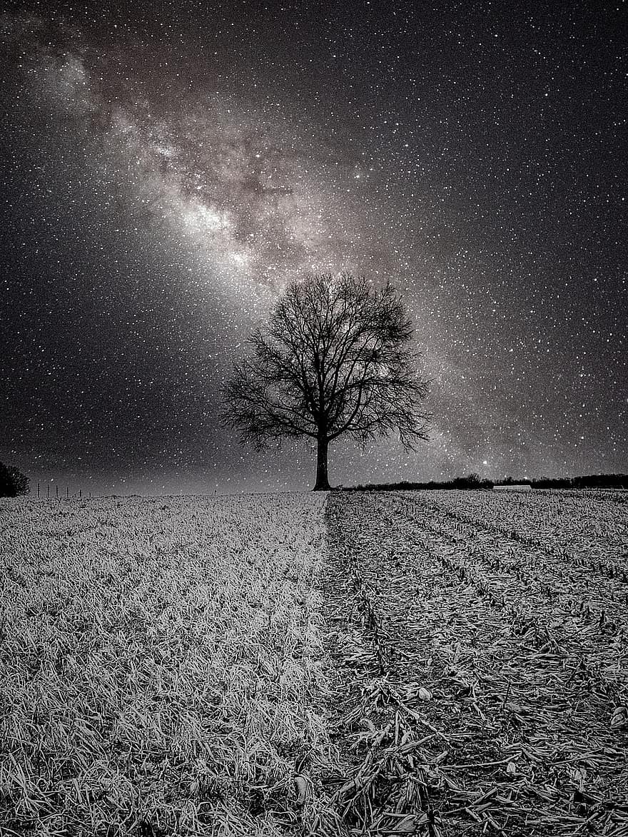 träd, fält, stjärnbeströdd himmel, natthimlen, natur, jordbruksmark, Vintergatan, gård fält, natt, rymden, stjärna