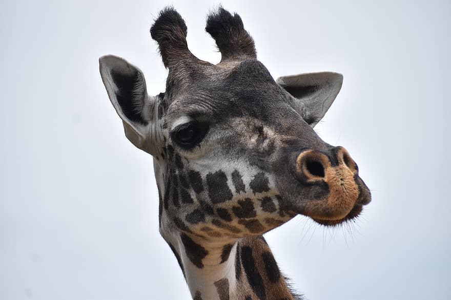 Giraffe, Animal, Head, Zoo, Nature, Wildlife, Mammal, Safari, Long-necked, animal head, close-up