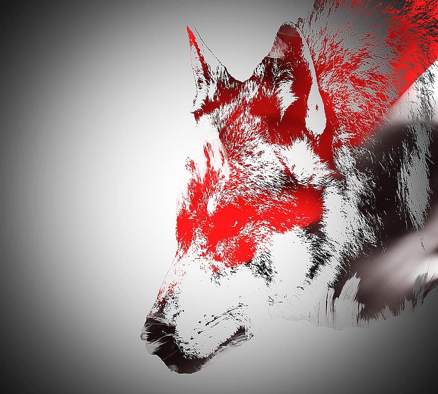 Červené, Černá, vlk, razítko, Pozadí