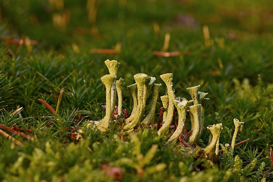 Tromba Coppa Liche, Cladonia Fimbriata, fungo, muschio, sottobosco, avvicinamento, colore verde, pianta, erba, freschezza, crescita