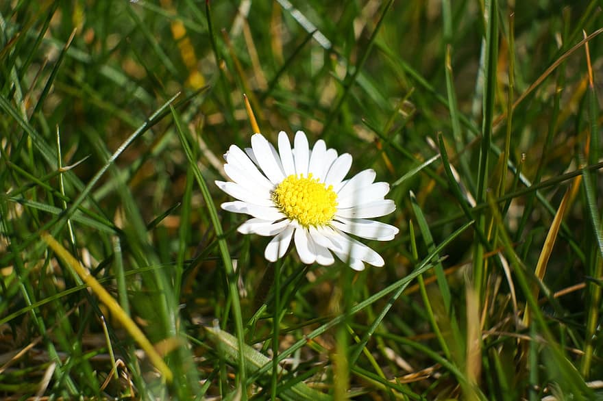 Daisy, Flower, Plant, Petals, Grass, Bloom, Flora, Spring, Nature, summer, green color