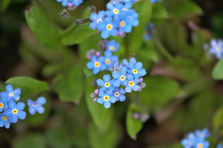 blåa blommor, blommor, blomma, kronblad, blå kronblad, flora, blomsterodling, hortikultur, botanik, natur, växter