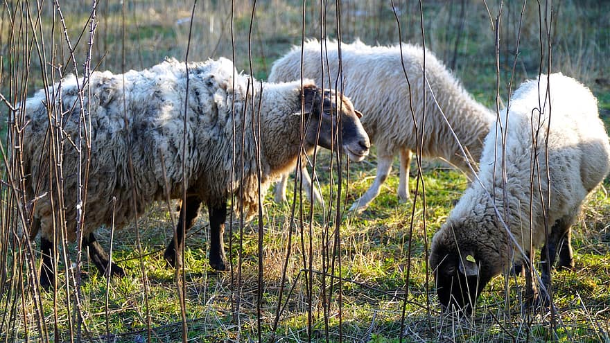 羊、動物たち、牧草地、放牧、群れ、ほ乳類、家畜、ファーム、農村