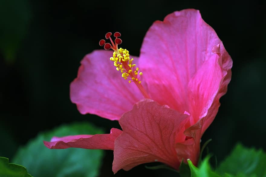 hibiscus, floare, floare roz, pistil, petale, roz petale, a inflori, inflori, plantă, floră, natură