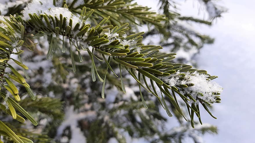 дерево, иглы, ель, ветка, Пихта, Рождественская елка, снег, мороз, снежно, зеленый