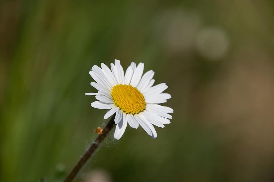 Daisy, Flower, Plant, Bellis Perennis, Herb, White Flower, Bloom, Petals, Flora, Nature, White Petals