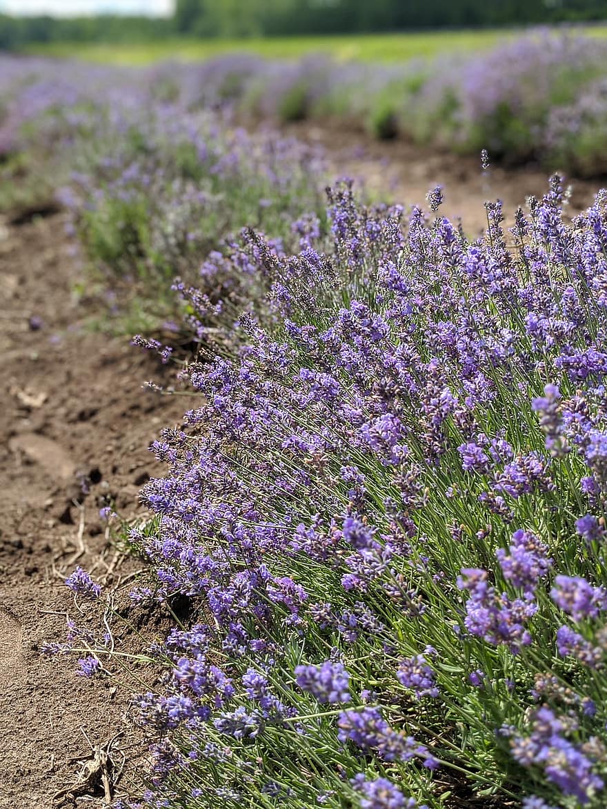 Lavender, Field, Meadow, Flowers, Grass, Herbs