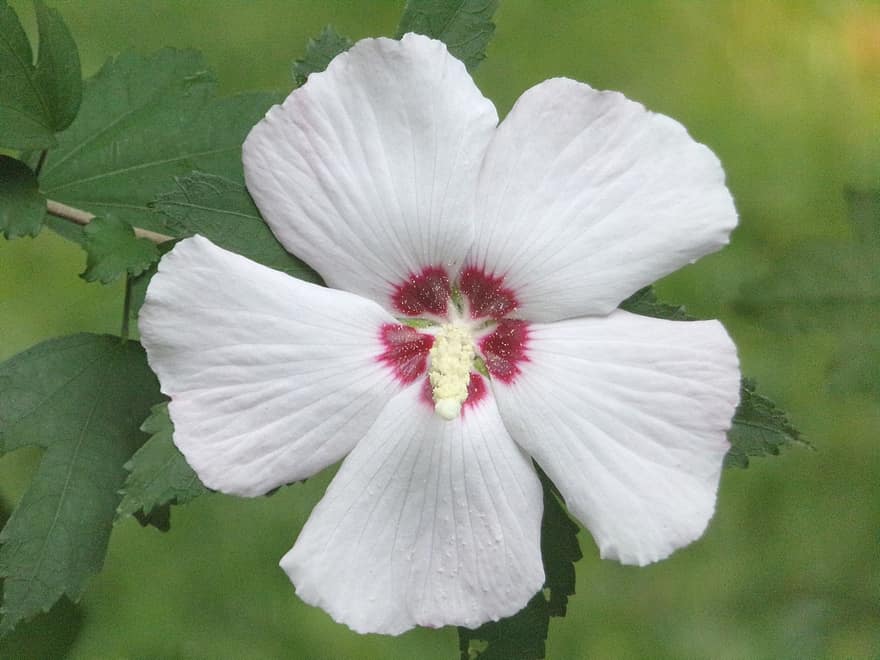 Rose of Sharon, blomma, trädgård, vita kronblad, vit blomma, kronblad, flora, växt, natur
