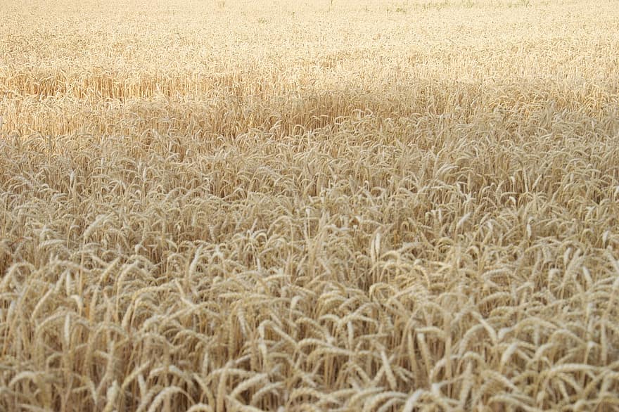 Wheat, Farm, Agriculture, Field, Rural, Outdoors, Nature, growth, rural scene, yellow, summer