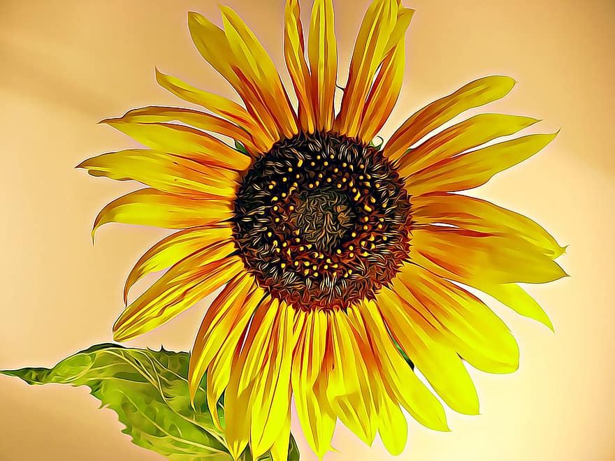 auringonkukka, kesä, mieliala, keltainen, kasvi, terälehti