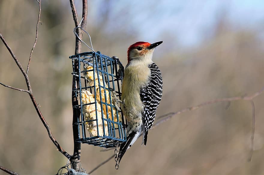 Red Bellied Woodpecker, Bird, Bird Feeder, Perched, Feeder, Suet, Food, Woodpecker, Animal, Wildlife, Beak