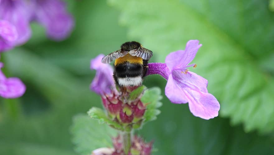 Bumblebee, Bee, Insect, Bug, Animal, Wildlife, Flower, Garden, Stachys Macrantha