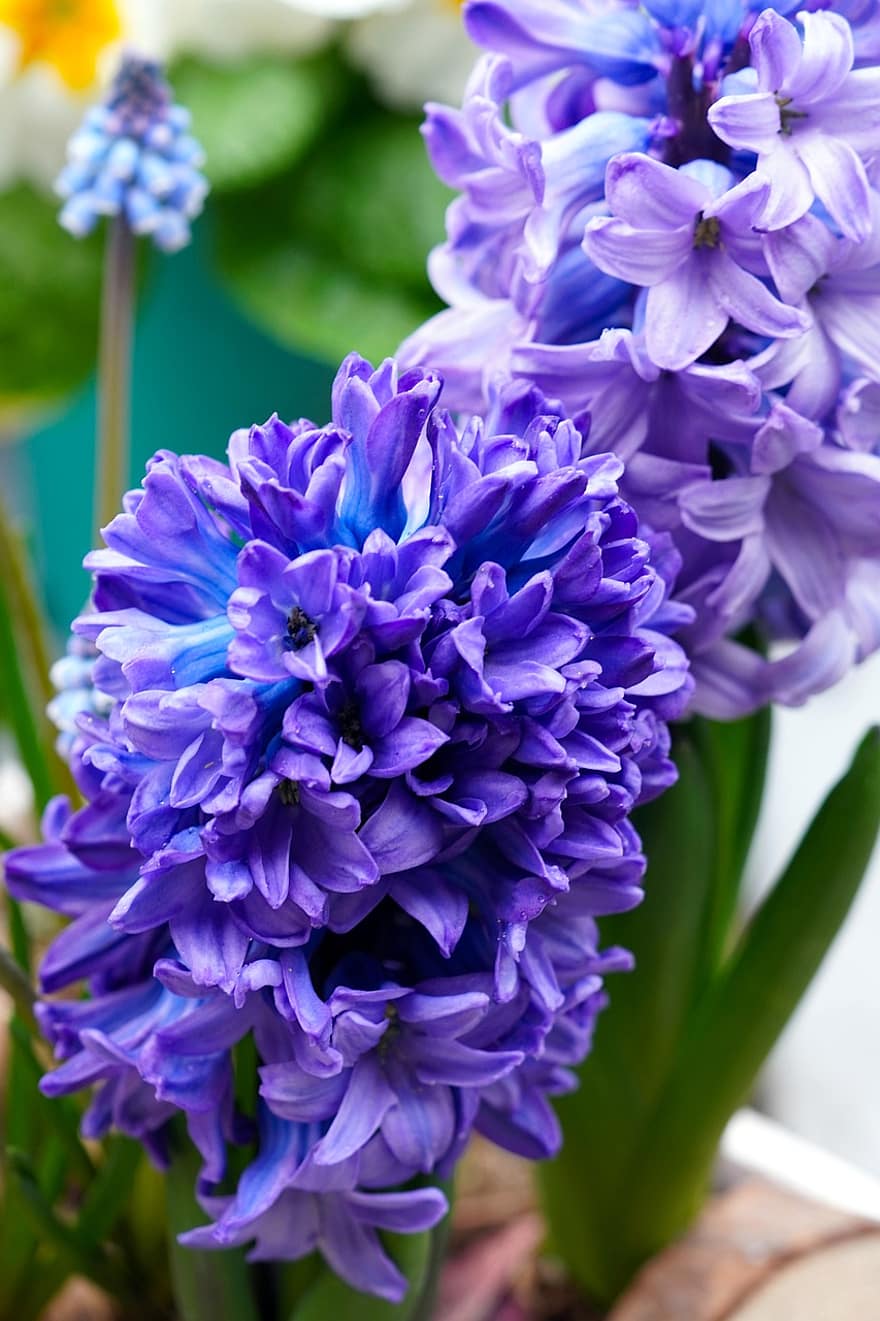 hiacintes, ziedi, augu, ziedlapiņām, zied, flora, zieds, pavasarī, raksturs, tuvplāns, violets