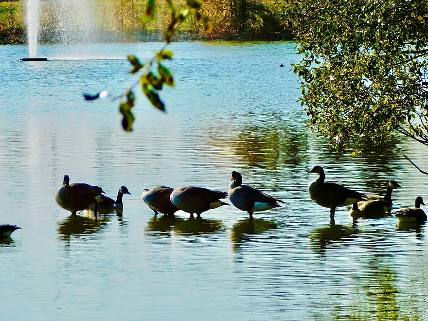 paukščių, vanduo, pobūdį, gyvūnas, ežeras, plunksna, žąsų, šeima, stovėti, žąsys, mielas