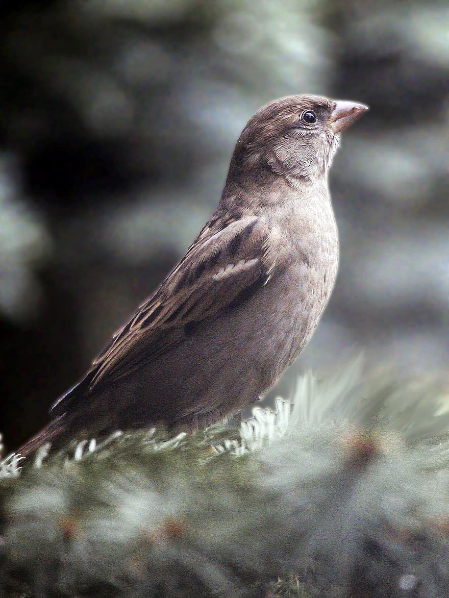 Bird, Sparrow, Beak, Feathers, Plumage, Branch, Tree, Perched, Animal, Spruce