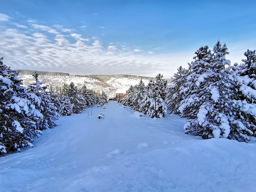 pini, zăpadă, iarnă, pomi de Craciun, copaci, natură, peisaj, Statiune de schi, Sheregesh, Siberia