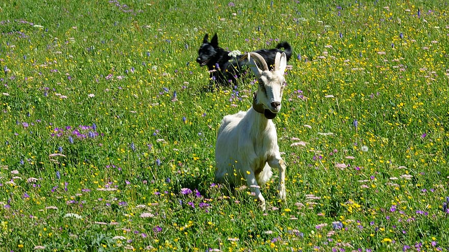 Goat, Prairie, Dog, Meadow, Flowers, Nature, Alpe Du Grand Serre, grass, flower, summer, rural scene