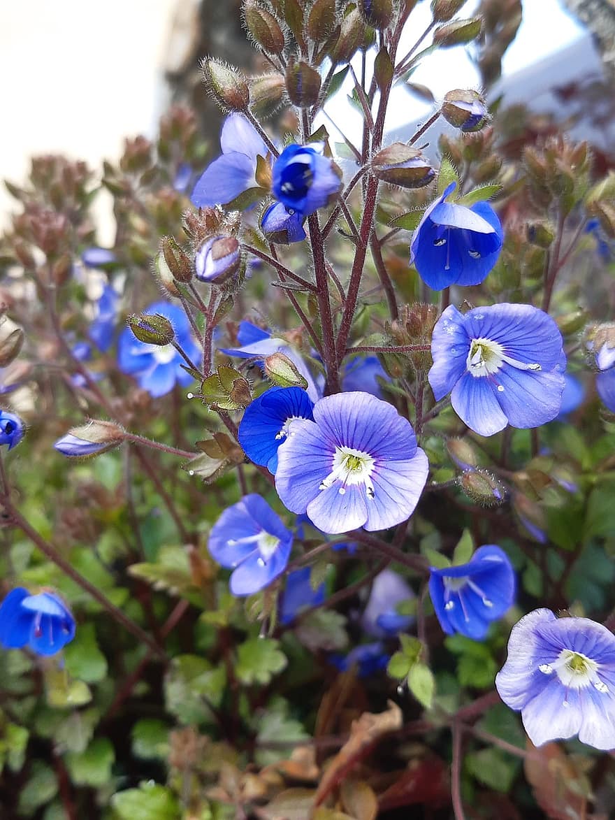 sinisiä kukkia, kukat, germander speedwell, puutarha, terälehdet, sininen terälehti, kukinta, kukka, kasvisto, kasvit, luonto