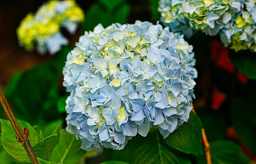 hortensia, blommor, blåa blommor, kronblad, blå kronblad, blomma, flora, natur