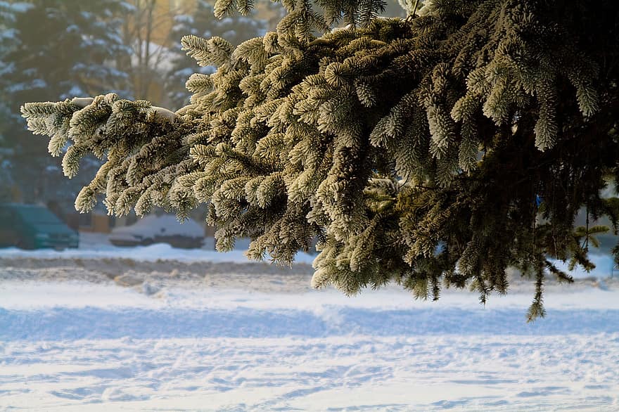 hiver, gel, épicéa, aiguilles de pin, la nature, arbre, neige, forêt, saison, branche, la glace