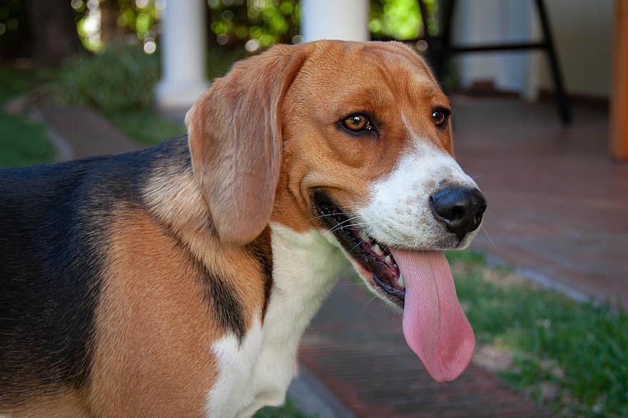 cão, pets, beagle, feliz, brincalhão