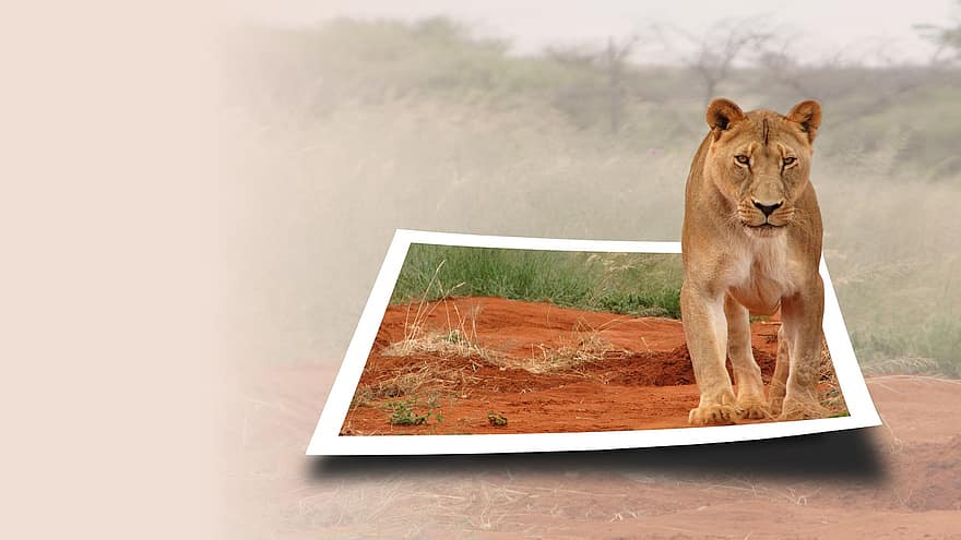 oroszlán, nőstény oroszlán, macskaféle, vadállat, emlős, húsevő, Afrika, promóciós kép, fotó szafari, Turisztikai Ügynökség, háttér