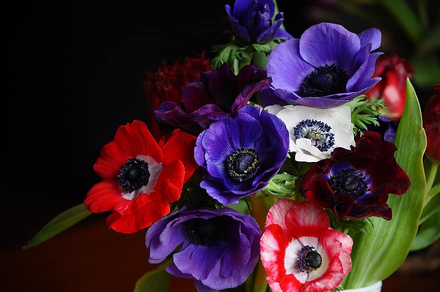 Flowers, Anemone, Bloom, Spring, Nature, Bouquet, Botany, Blossom, flower, close-up, plant
