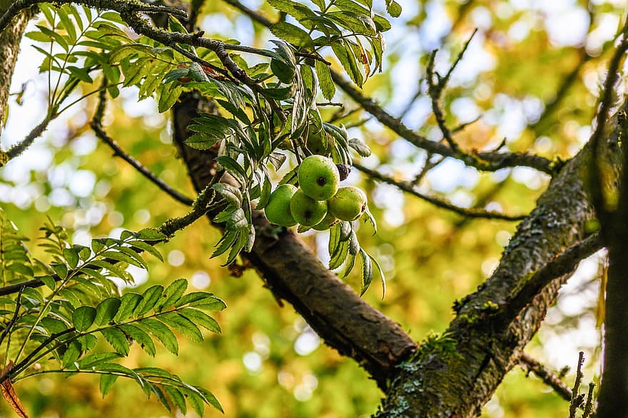 speierling, дикое фруктовое дерево, лекарственное растение