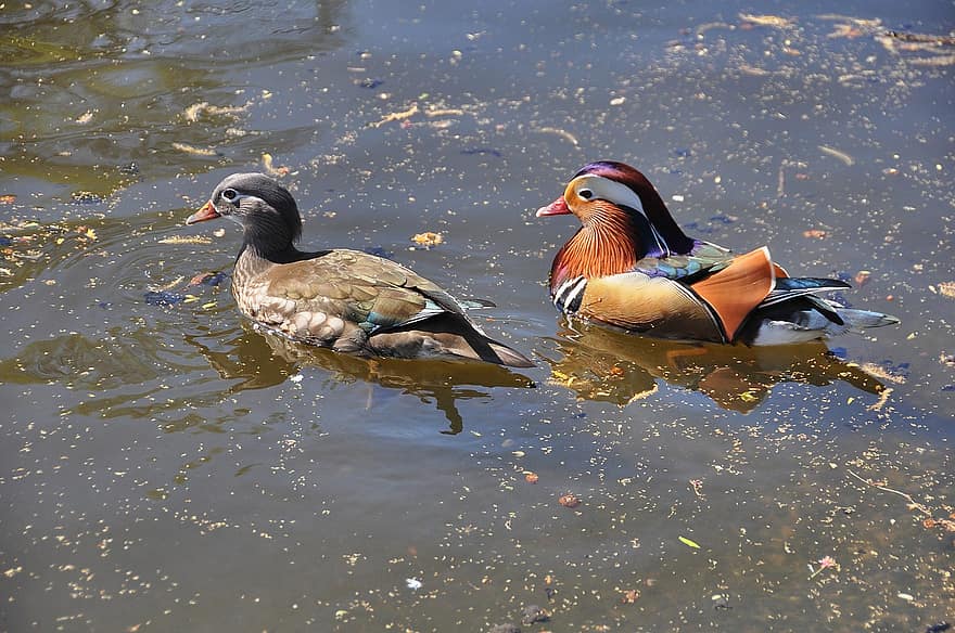 Bird, Mandarin Duck, Male Female, Ornithology, Flight, Water Points, beak, feather, duck, pond, water