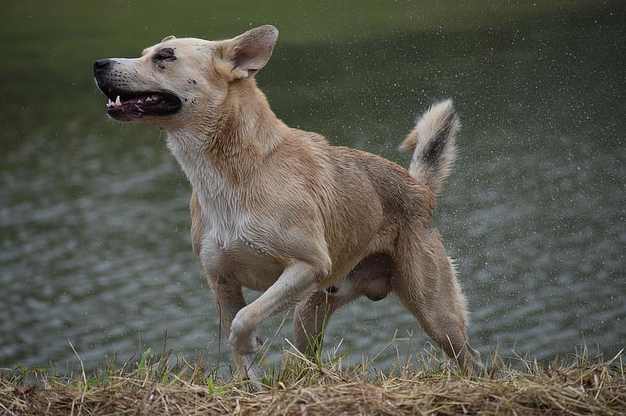 sø, schæferhund, svømning, flod, dråber, støvregn, spray, vride, tør, gennemblødt, hund