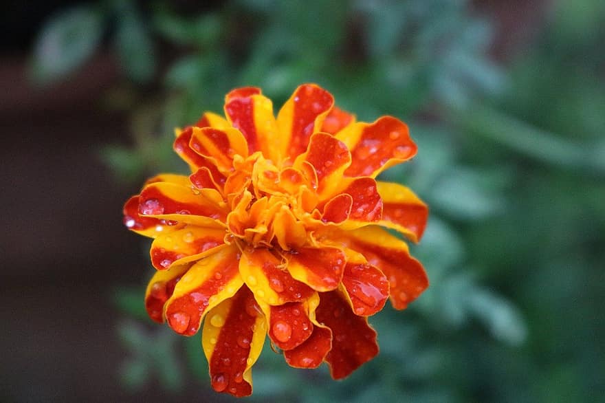 Mexican Marigold, Flower, Plant, Petals, Raindrops, Bloom, Flora, Nature, close-up, leaf, summer