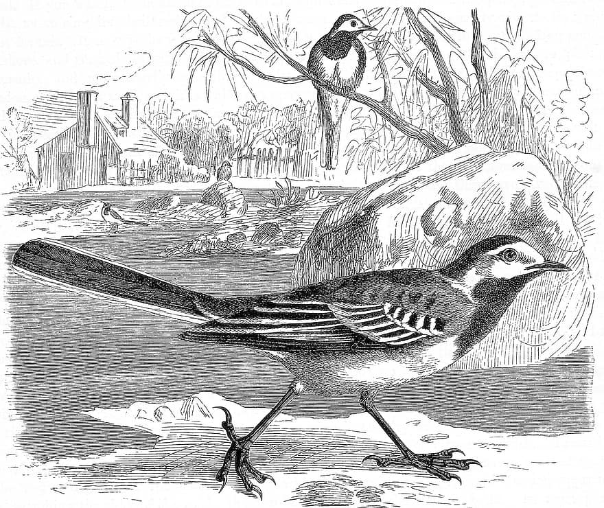 White Wagtail, Bird, Engraving, Animal, Wildlife, Nature, Vintage