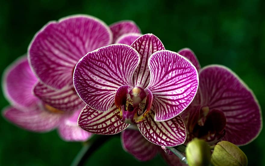 орхідеї, квіти, Фаленопсис Амабілліс, пелюстки, фіолетові пелюстки, цвітіння, флора, природи