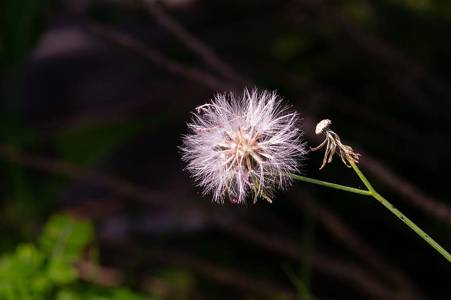 Florida Tasselflower, flor, semillas, cabeza de semilla, Emilia Fosbergii, bola de soplo, mullido, flor puntiaguda, planta, primavera, jardín