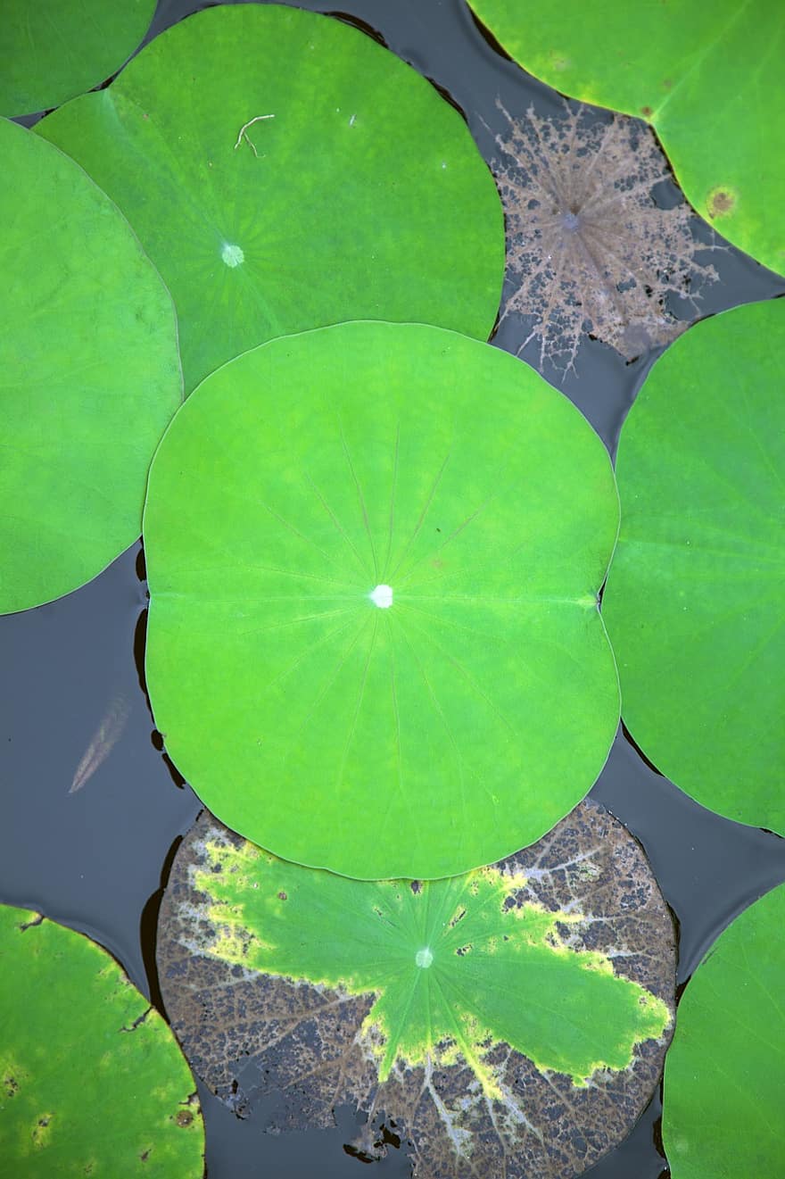 Lotus, Blätter, Teich, See, Natur, Pflanze, Wasserpflanze, Blatt, grüne Farbe, Sommer-, Wasser