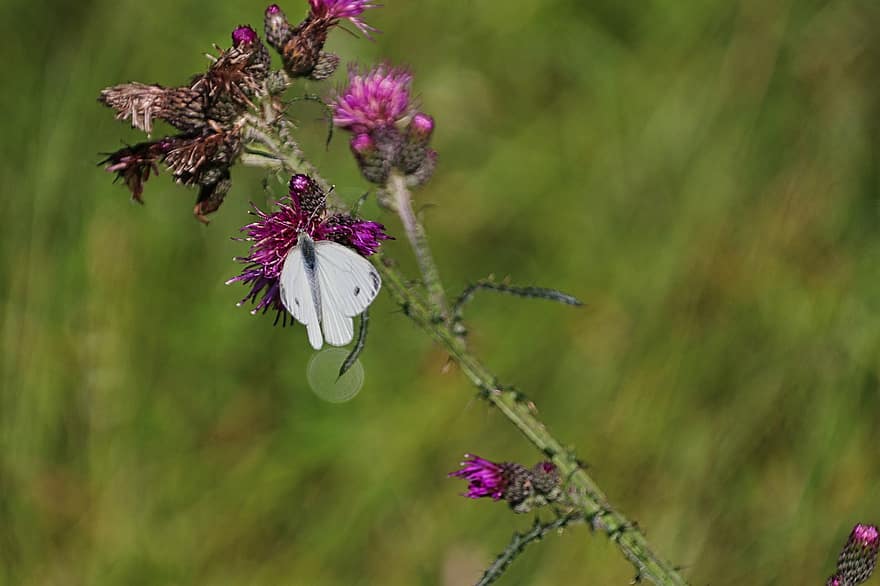 Butterfly, Thistle, Flower, Flora, Plant, Nature, Garden, Cabbage White Butterfly, Spear Thistle, Bull Thistle, Common Thistle